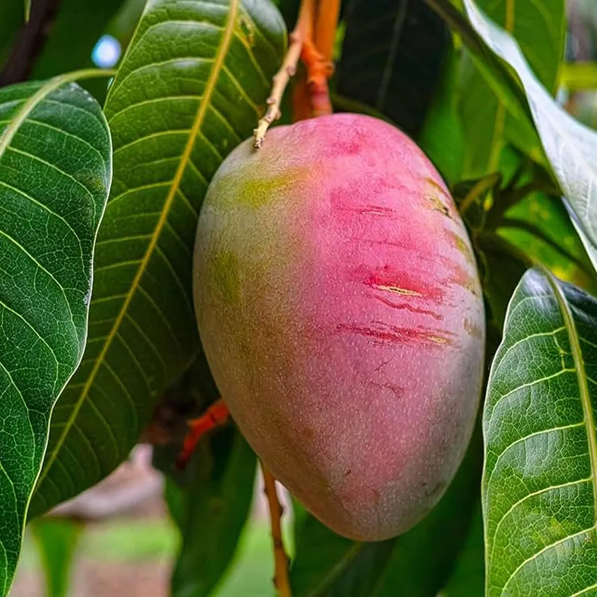 Sindhu Seedless Mango Plant - Image 2
