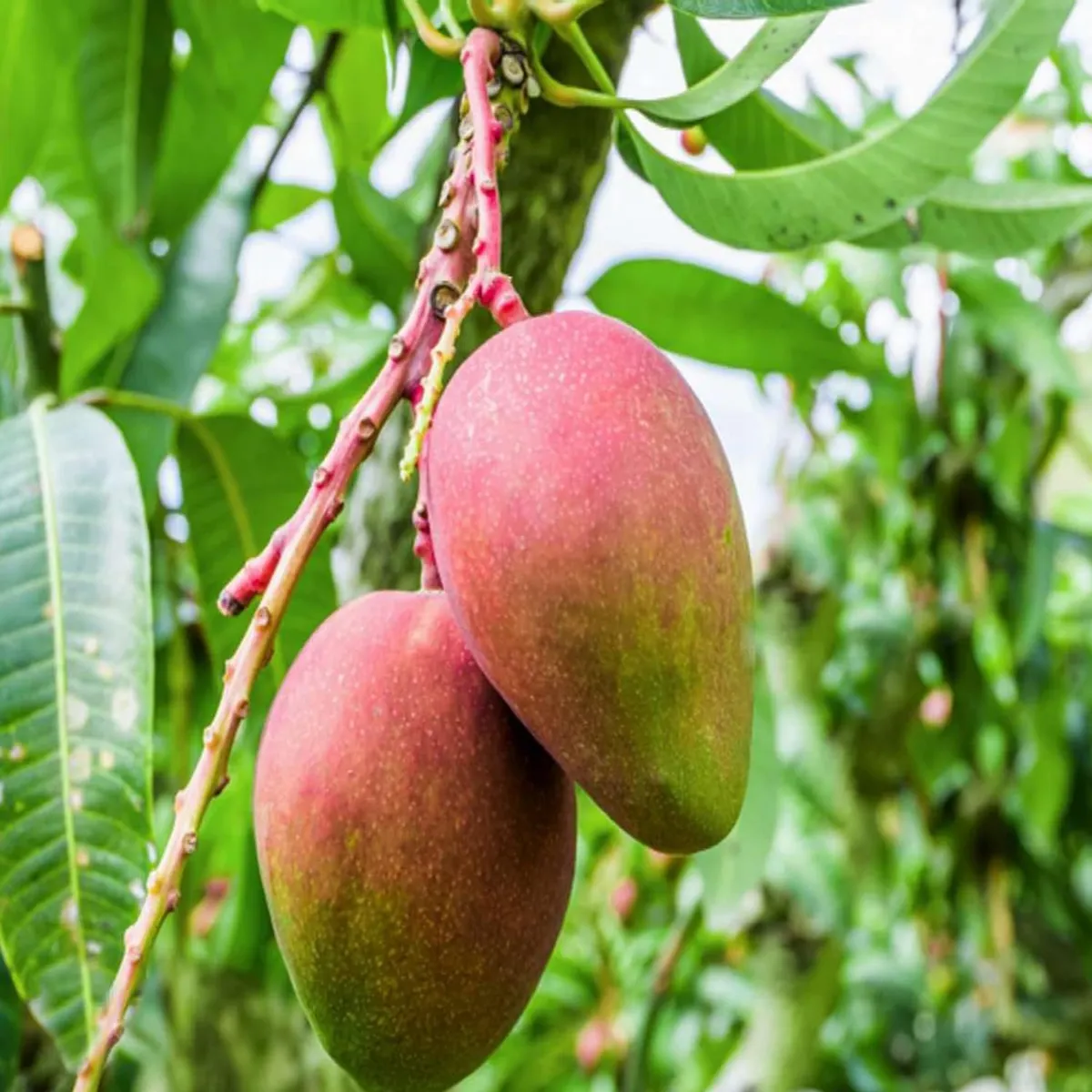 Sindhu Seedless Mango Plant - Image 3