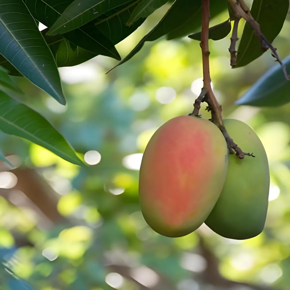 Sindhu Seedless Mango Plant - Image 4