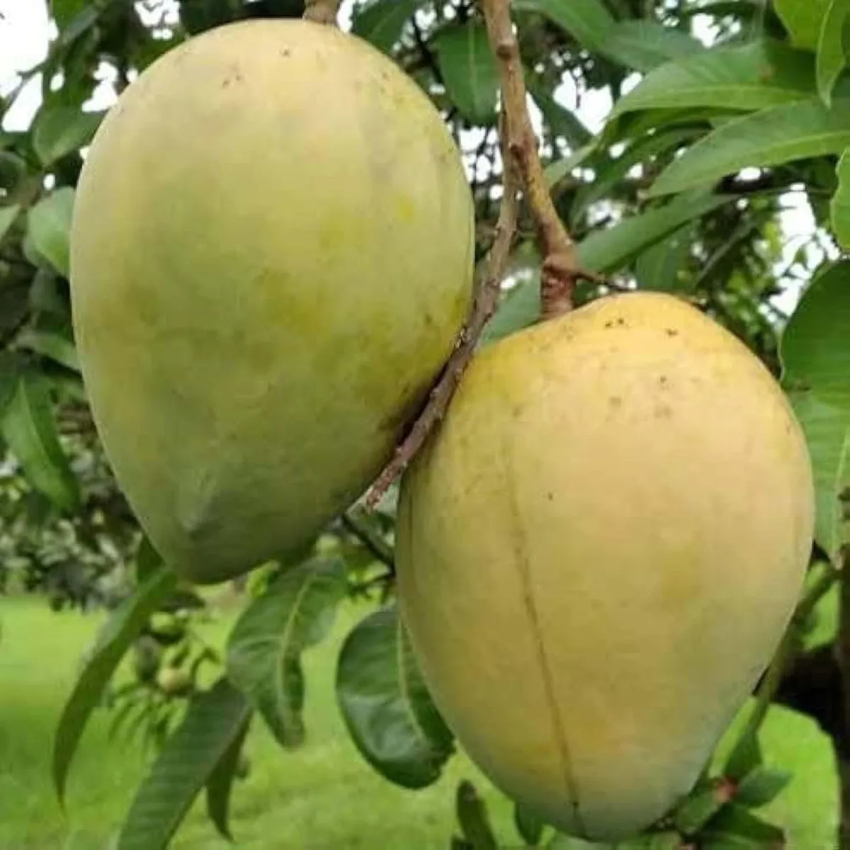 Khirsapati Mango Plant (Himsagar Mango) - Image 2
