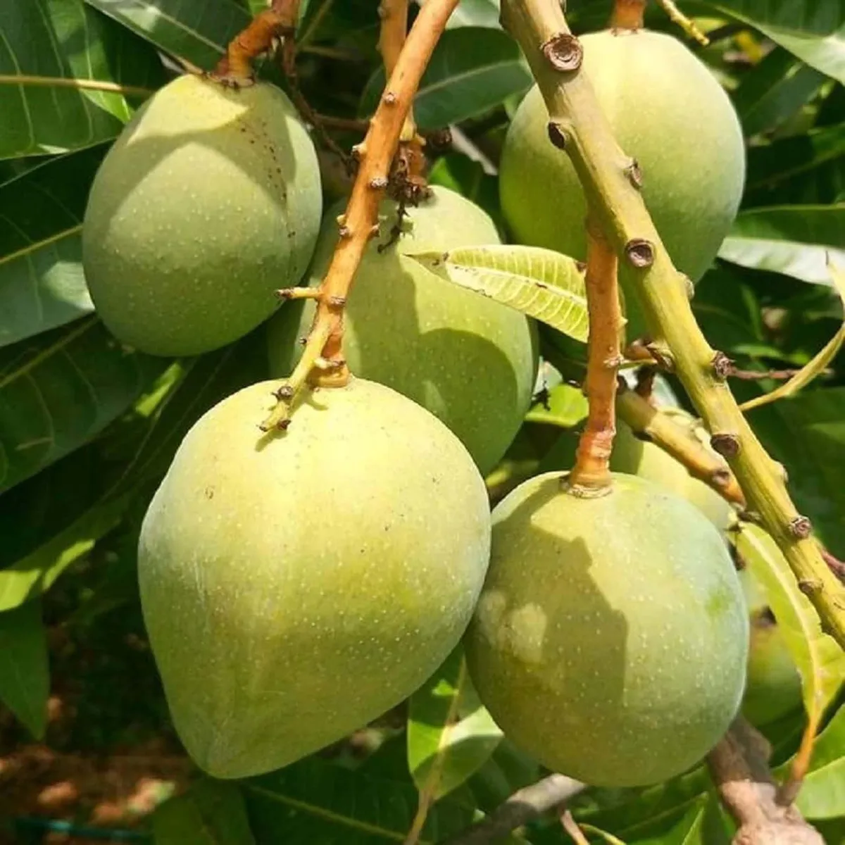 Khirsapati Mango Plant (Himsagar Mango) - Image 3