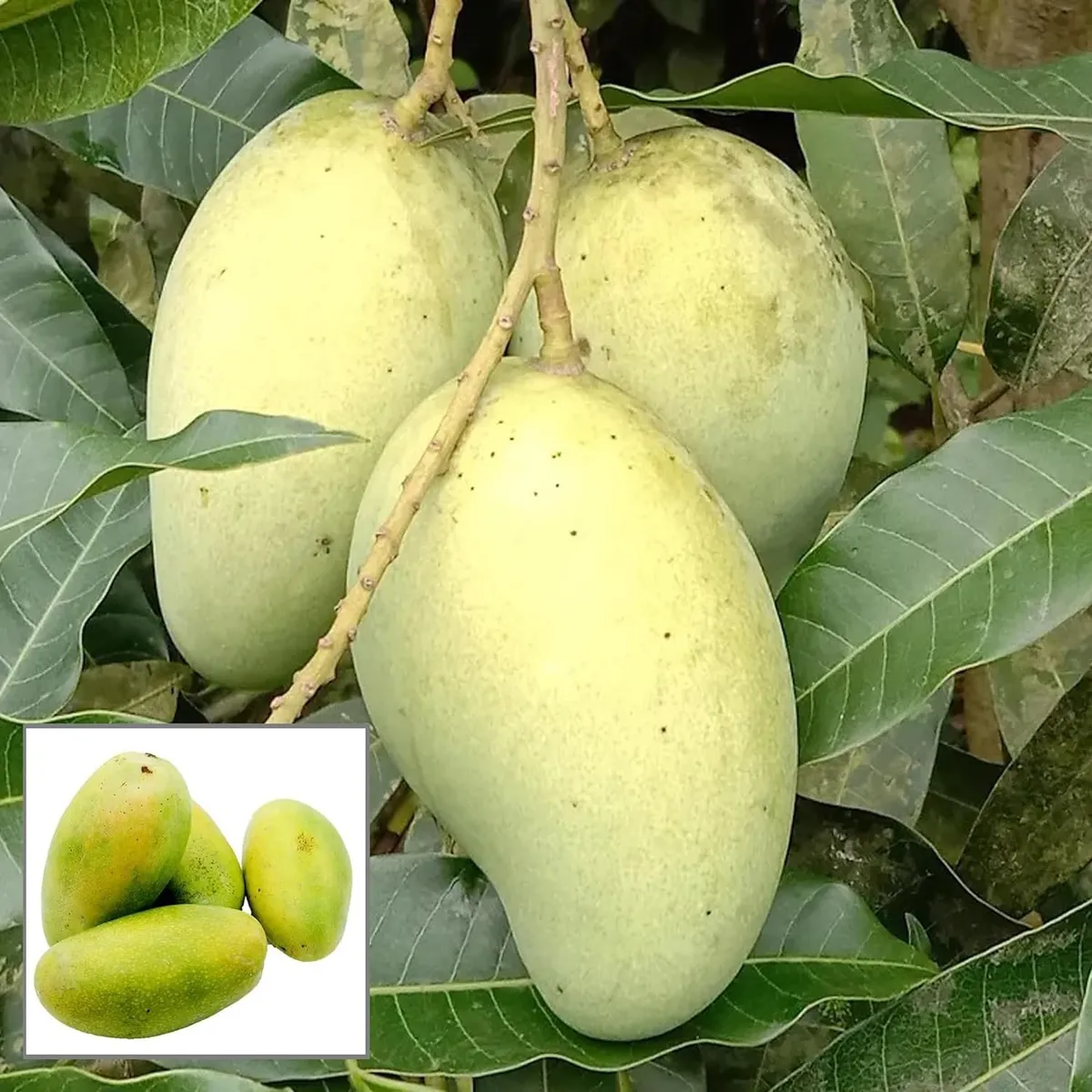 All Time Mango Plant
