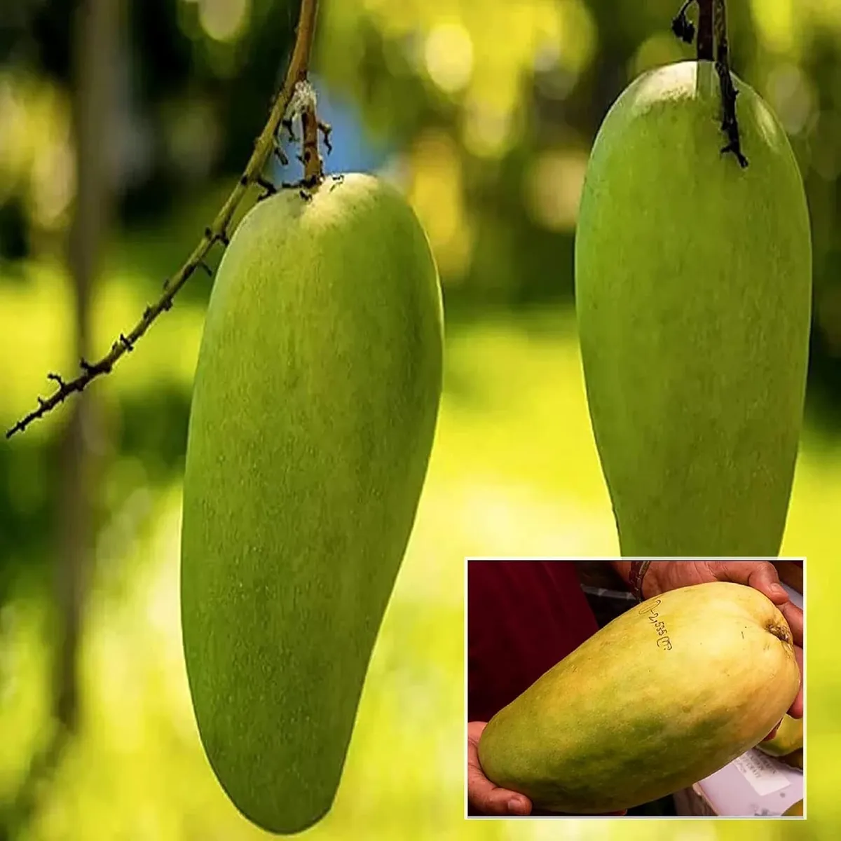 Nurjahan Mango Plant