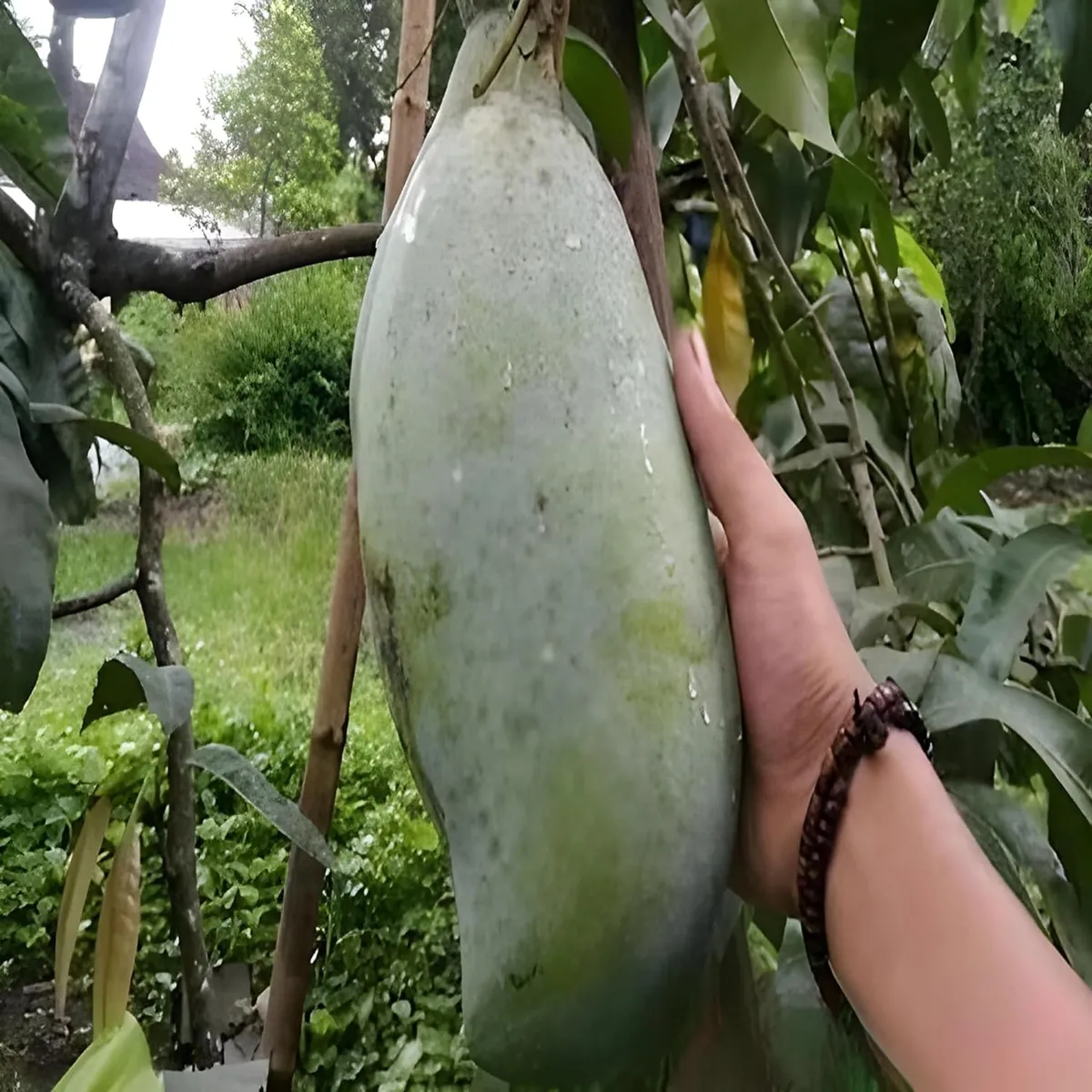 Nurjahan Mango Plant - Image 4