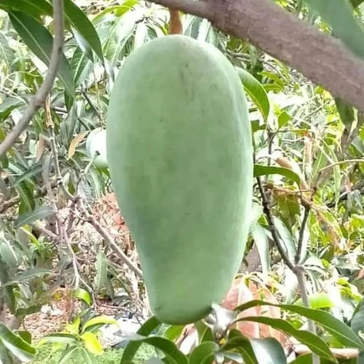Nurjahan Mango Plant - Image 2