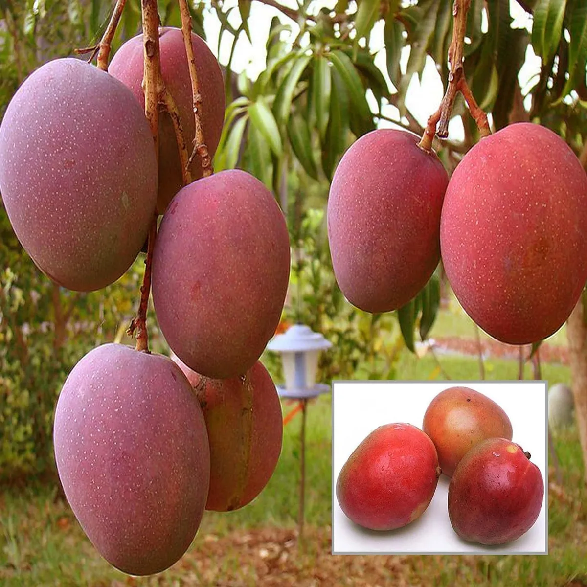 American Red Palmer Mango Plant