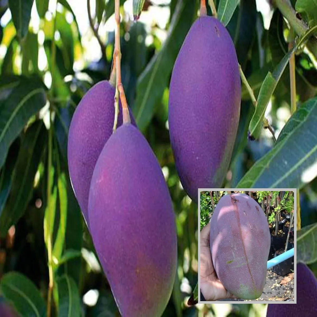 Nam Dok Mai Si Mueng Purple Mango Plant