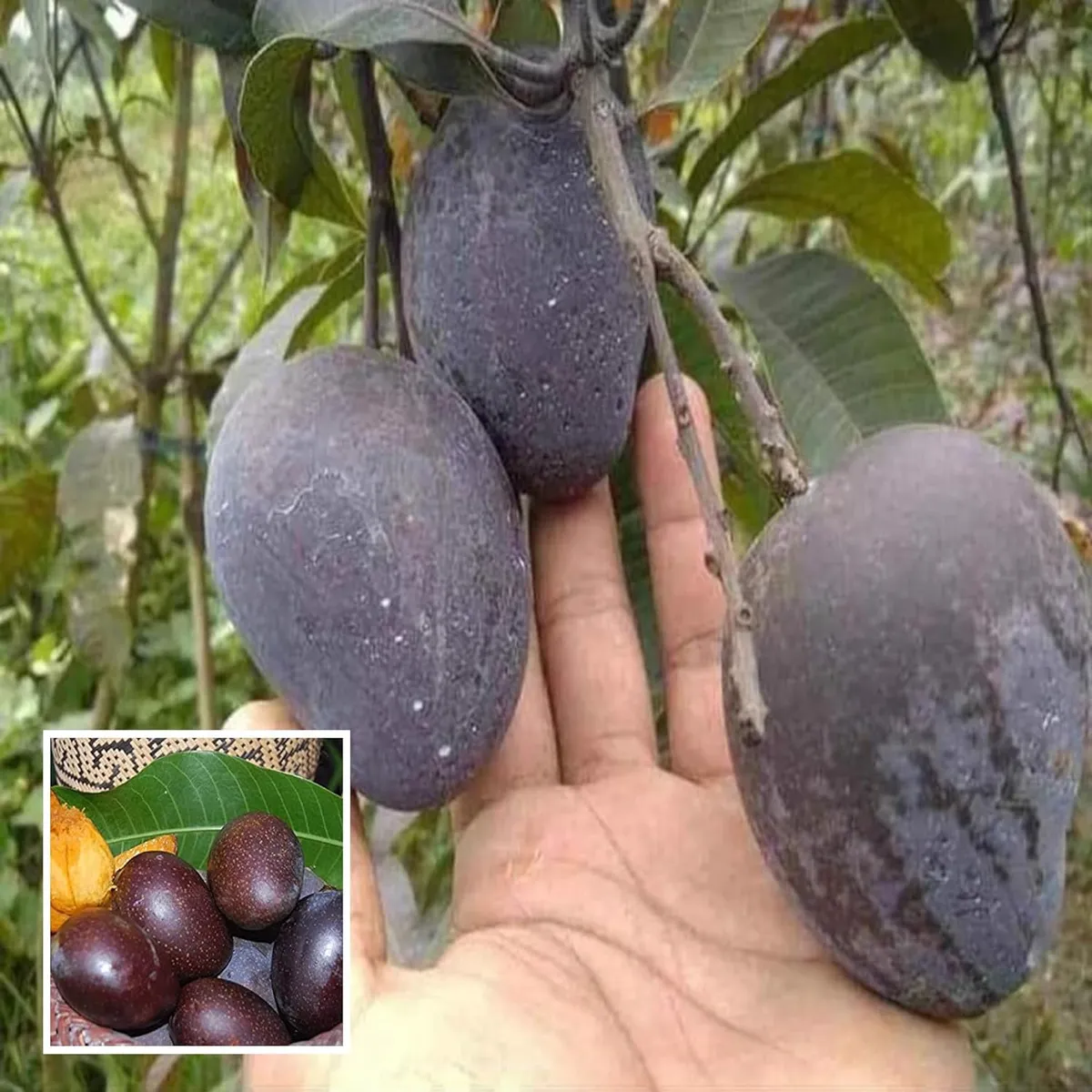 Black Stone Mango Plant