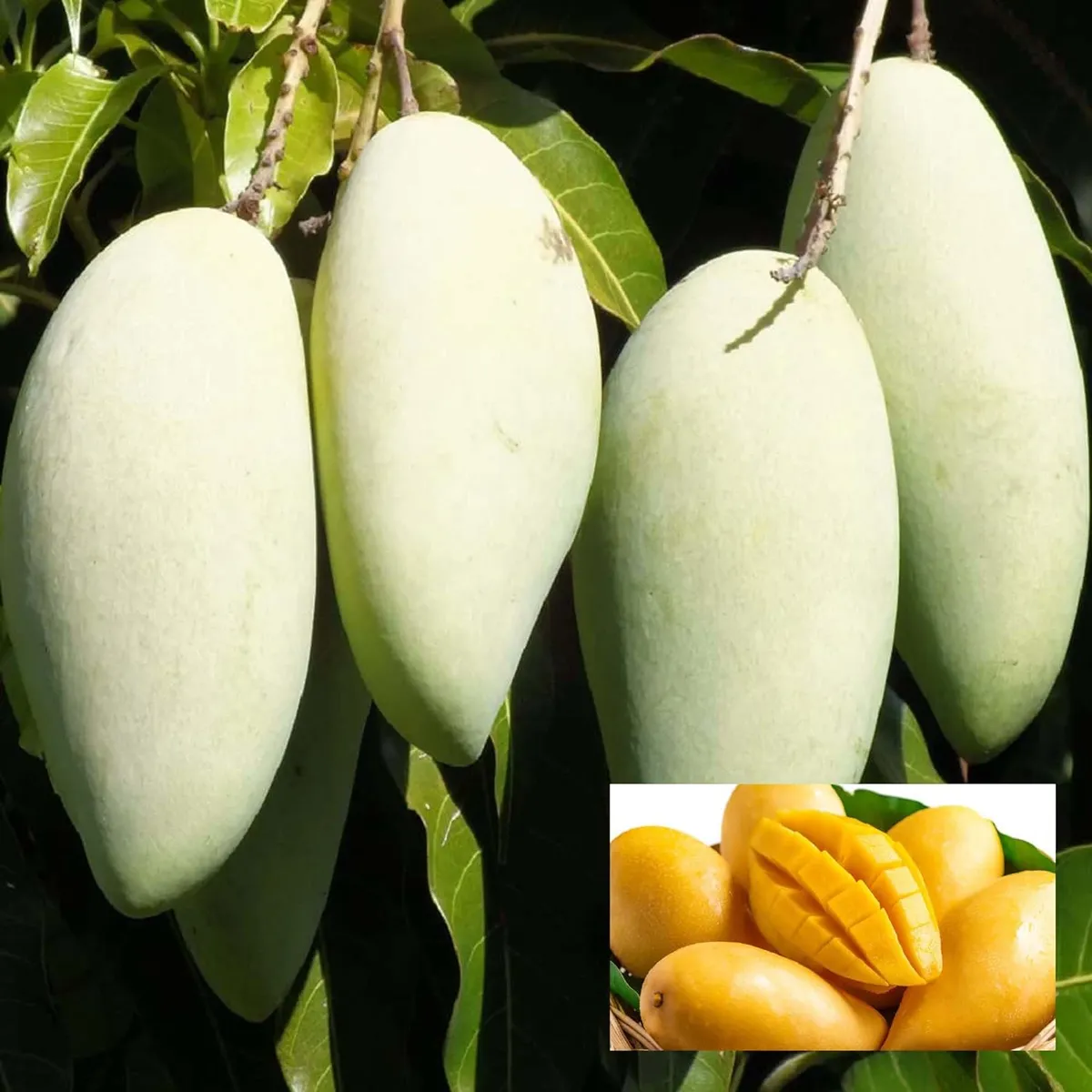 Honeydew Mango Plant