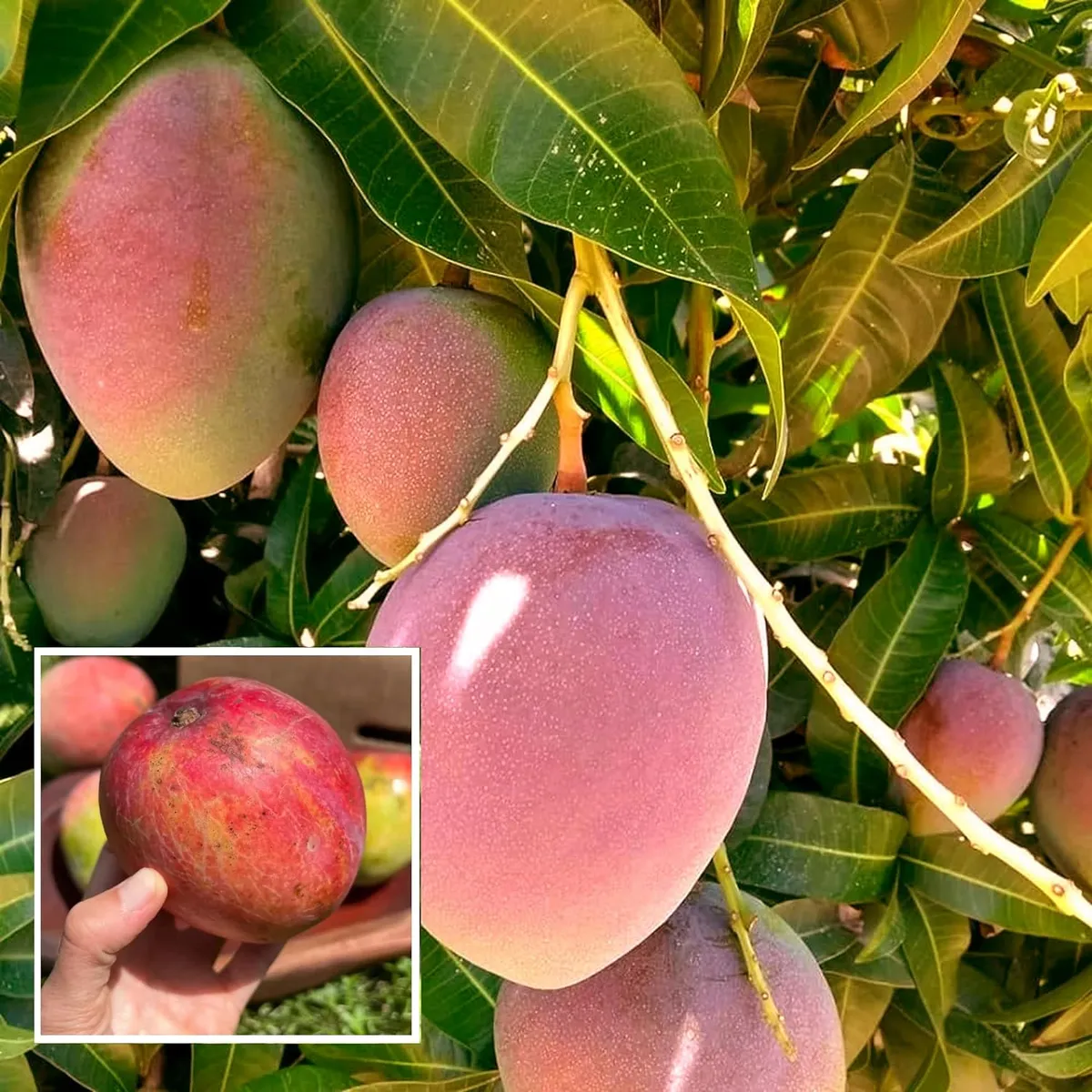 American Kent Mango Plant