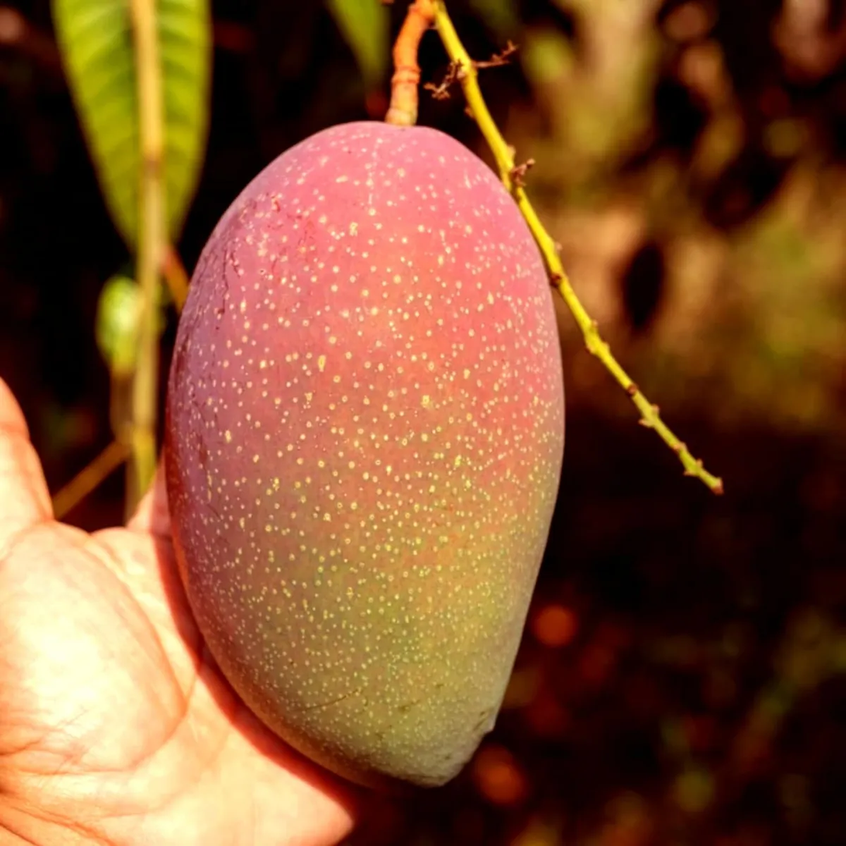 Osteen Mango Plant - Image 2