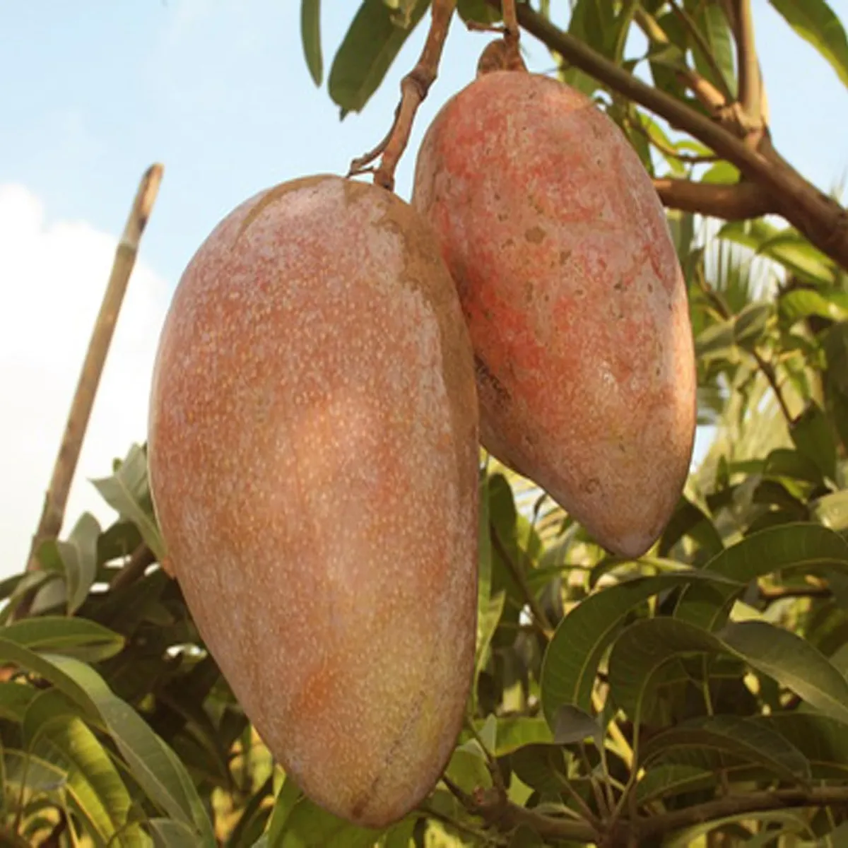 Osteen Mango Plant - Image 3
