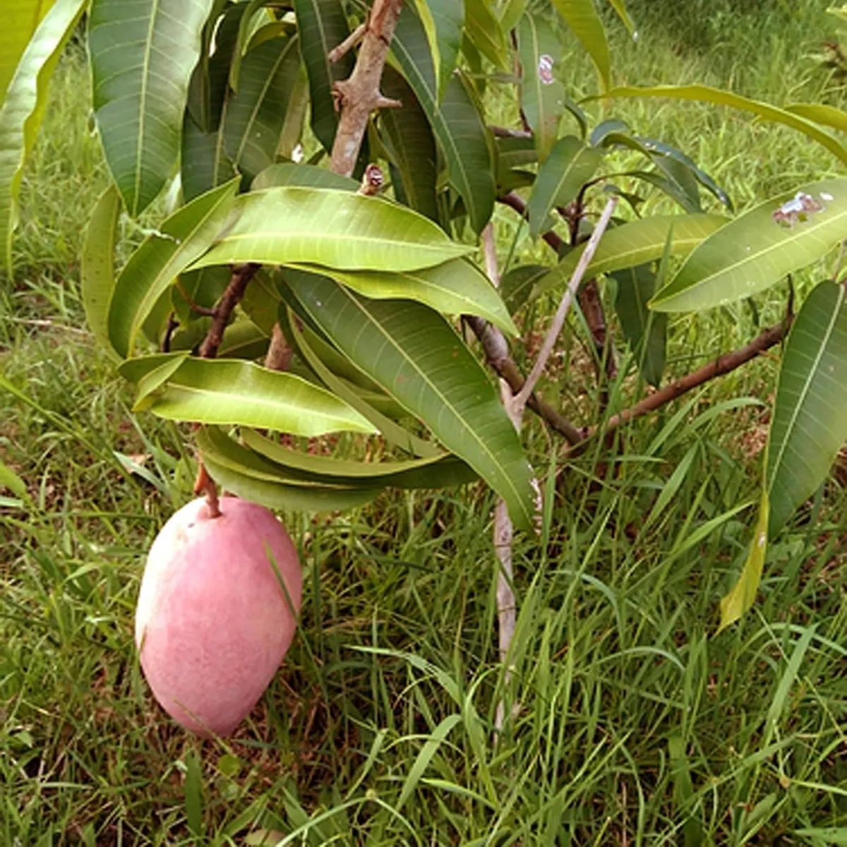 Osteen Mango Plant - Image 4