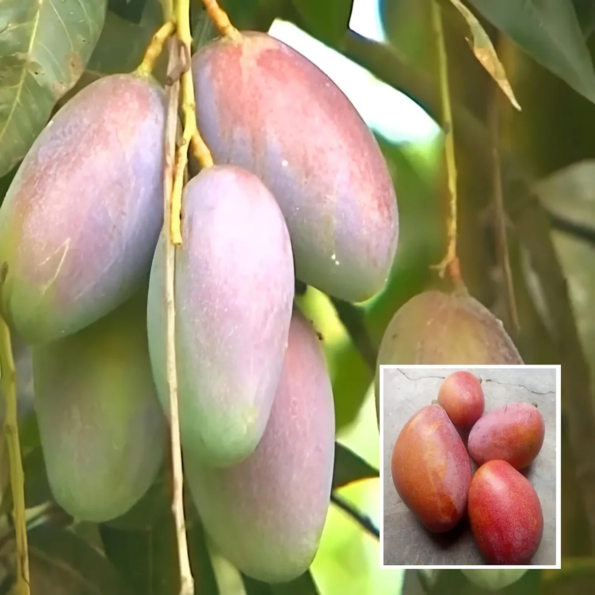 BARI-13 Mango Plant