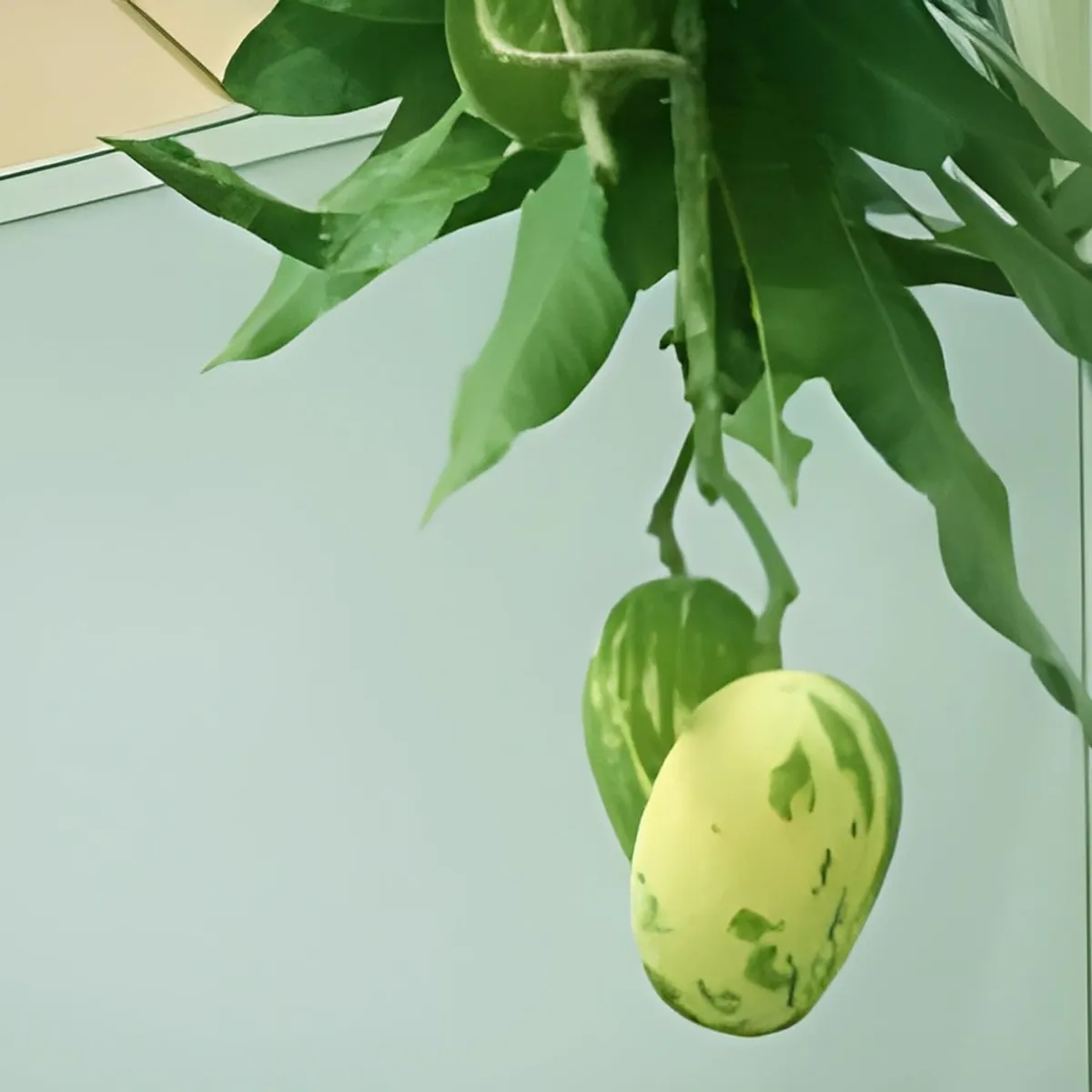 Variegated Mango Plant - Image 2