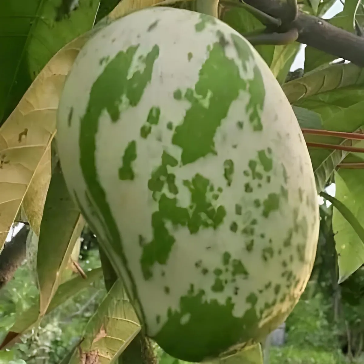 Variegated Mango Plant - Image 3