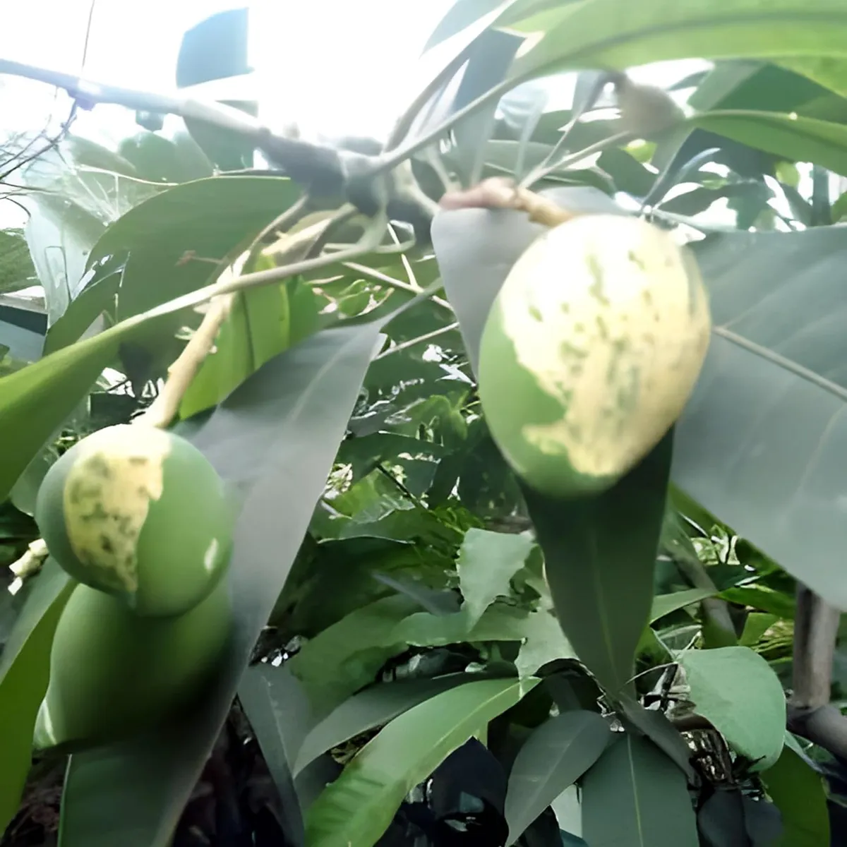 Variegated Mango Plant - Image 4