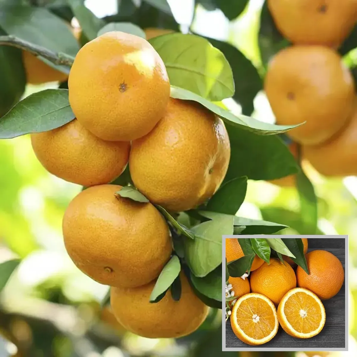 Bhutani Chataki Orange Santra – Fruit Plant
