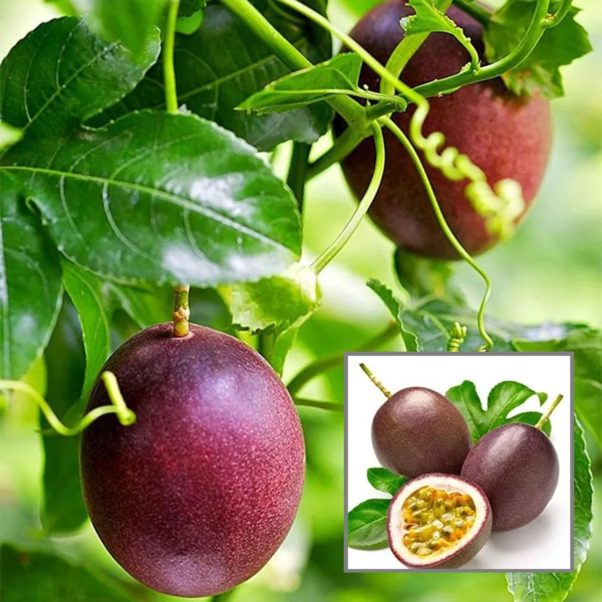 Passion fruit plant vine with ripe purple passion fruits growing on trellis