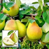Pear Plant – Pyrus Communis / Nashpati