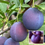 Satluj Purple Plum Plant – Aloo Bukhara