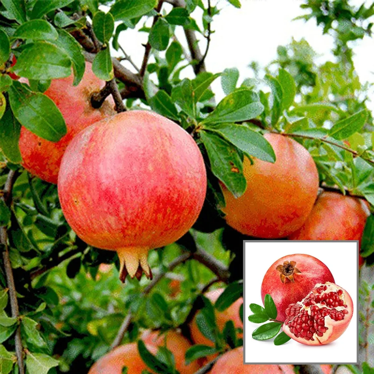 Anar Ganesh Pomegranate – Fruit Plant