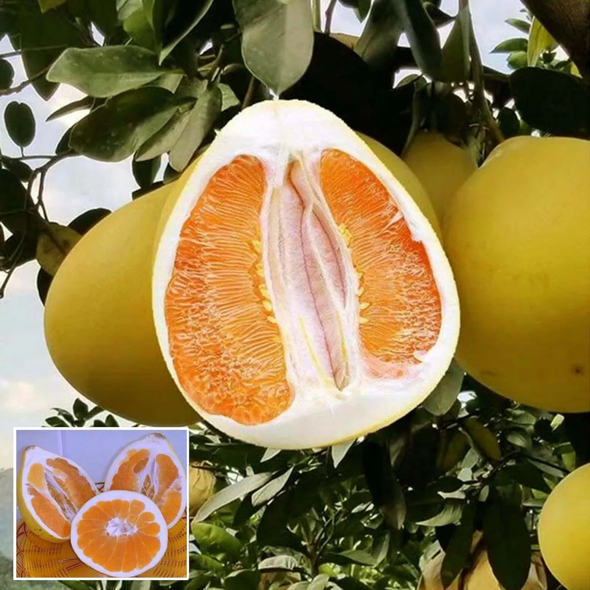Golden Honey Pomelo Plant – Grapefruit / Jambura