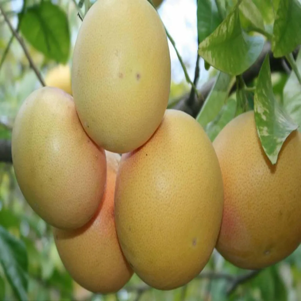 Golden Honey Pomelo Plant – Grapefruit / Jambura - Image 3