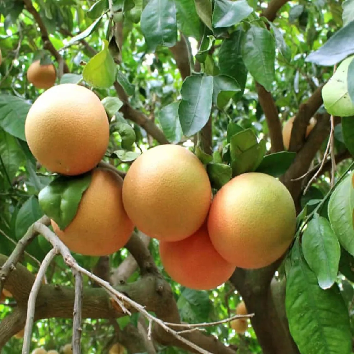 Golden Honey Pomelo Plant – Grapefruit / Jambura - Image 4