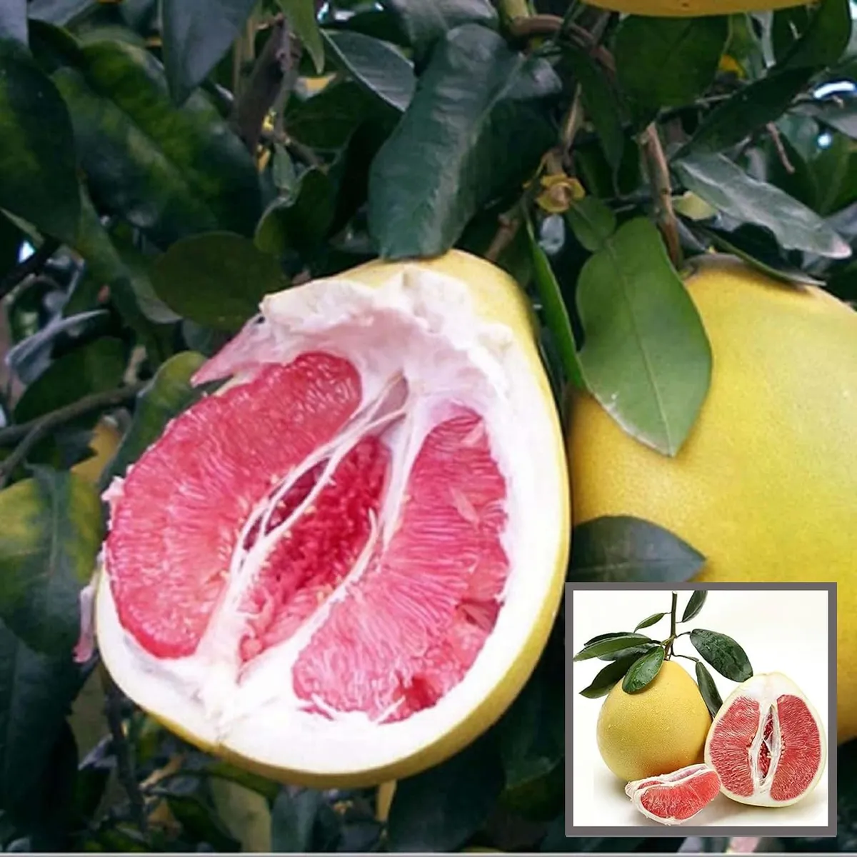 Assembly Pomelo Grapefruit – Jambura Batabi Lebu – Fruit Plant