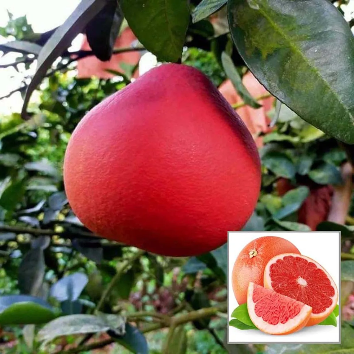 Red Pomelo Grapefruit – Fruit Plant