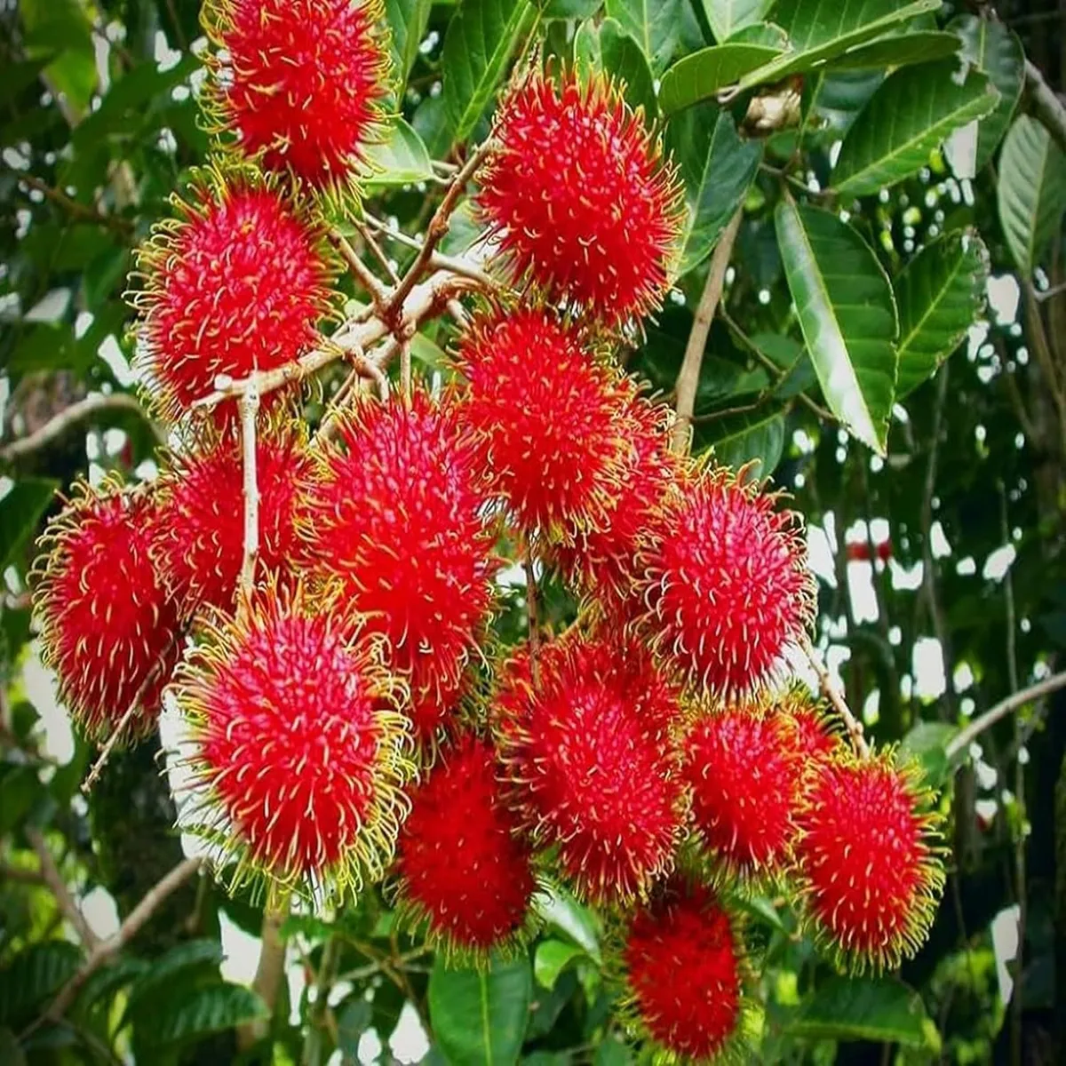 N18 Rambutan Plant – Tropical Fruit Tree - Image 3