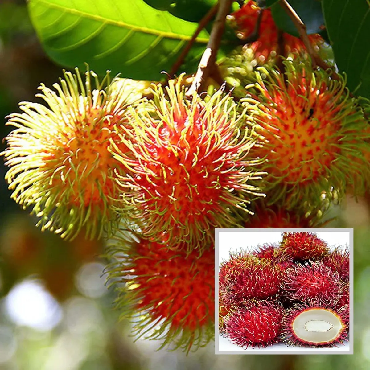 Schoolboy Rambutan (Anak Sekola) Plant – Tropical Fruit Tree