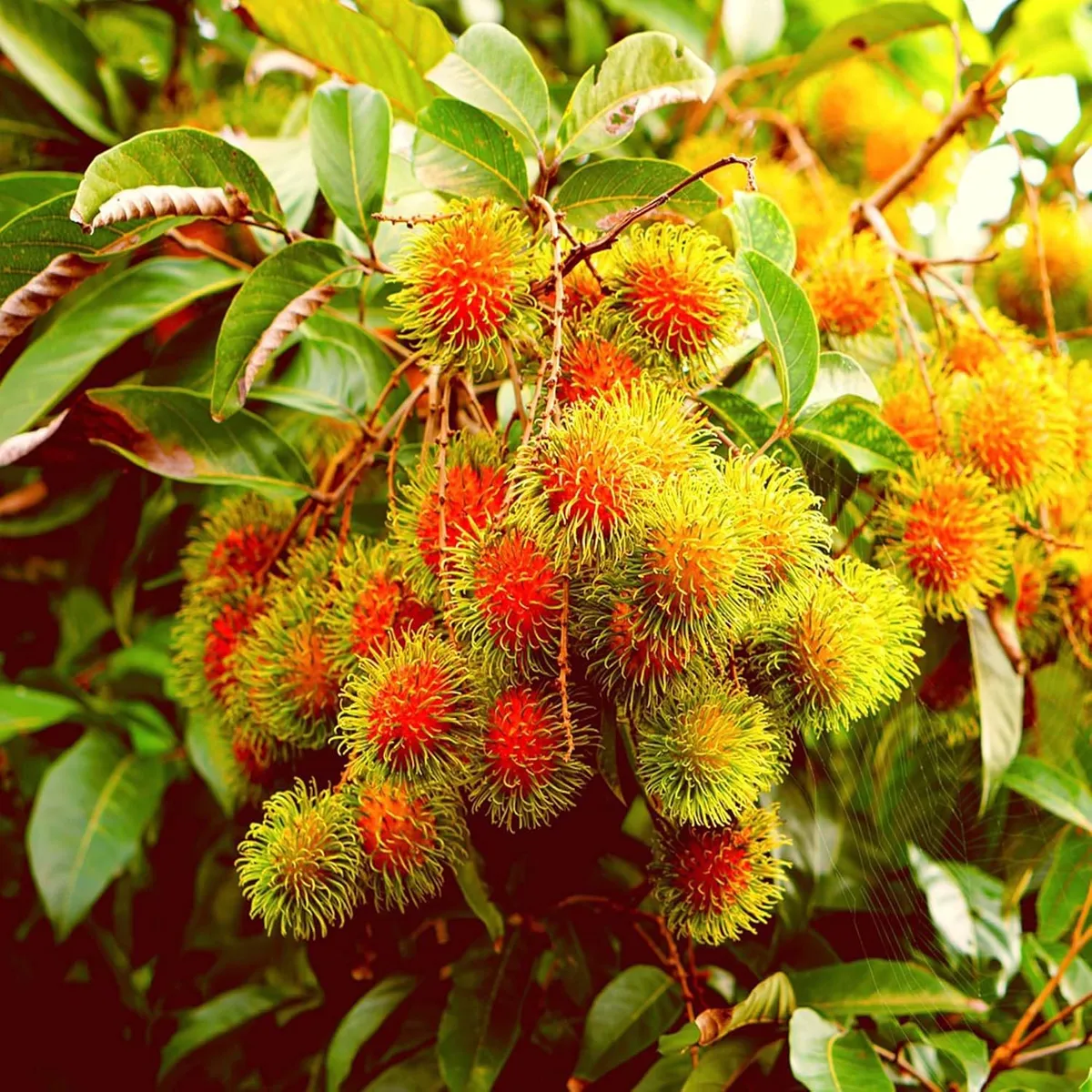 Schoolboy Rambutan (Anak Sekola) Plant – Tropical Fruit Tree - Image 2