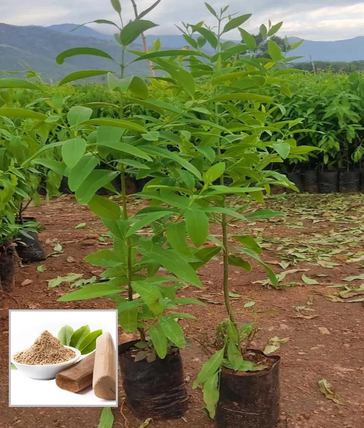 White Sandalwood Chandan Avenue – Plant