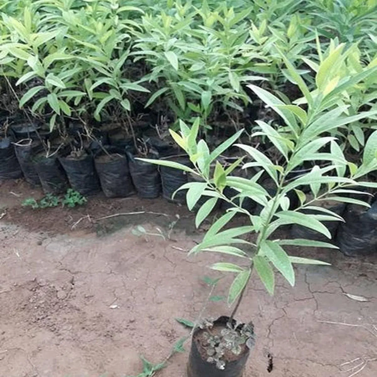 White Sandalwood Chandan Avenue – Plant - Image 4