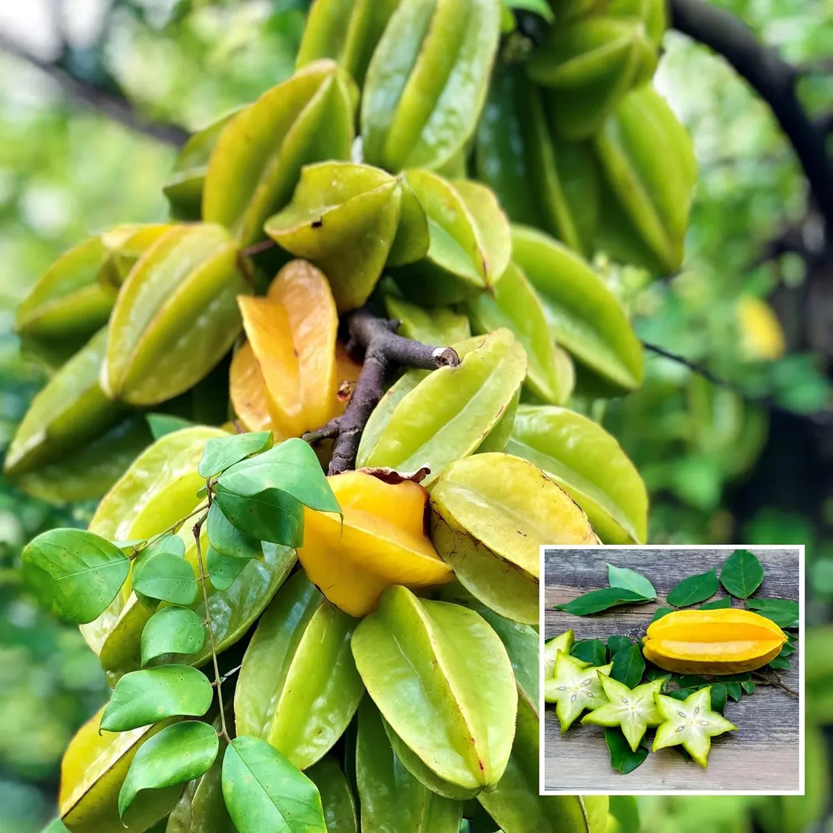 Sour Star Fruit Carambola Kamranga Amrak