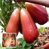 Jambu King Kong Wax Apple – Fruit Plant