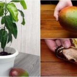 Mango Tree (Grown Through Seeds)