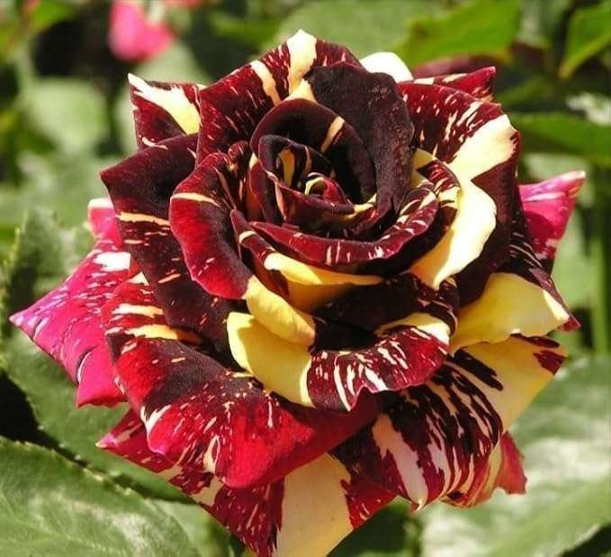 Abracadabra Rose – Flower Plant