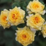 Miniature Yellow Button Rose