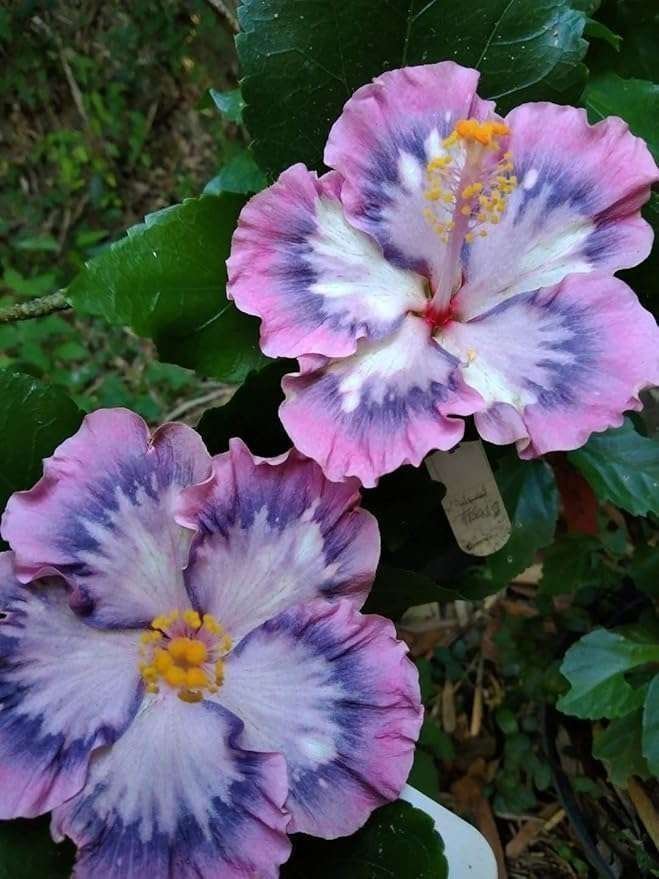 Australian Pink Purple Hibiscus (Rose Mallow / Joba)