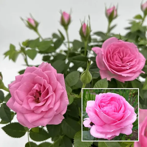 Pink Rose Fragrant Flower