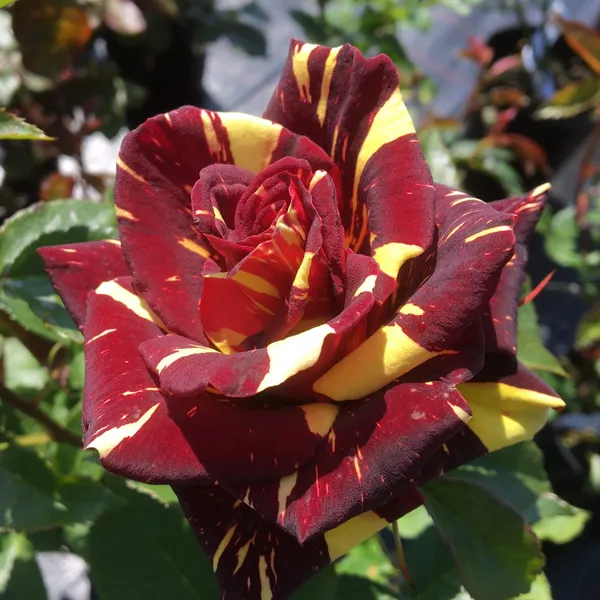 Rare Abrakadabra Rose