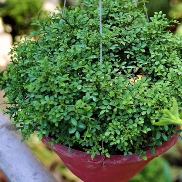 Table Kamini (Satin Wood / Kunti Shrubs)