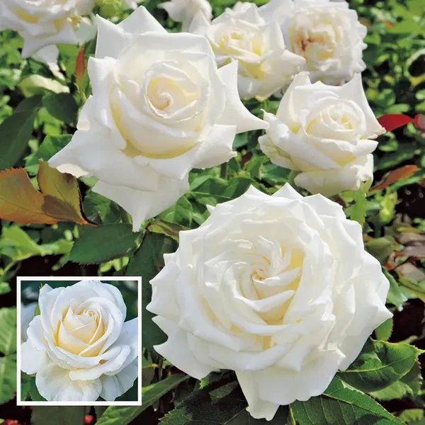 White Fragrant Rose
