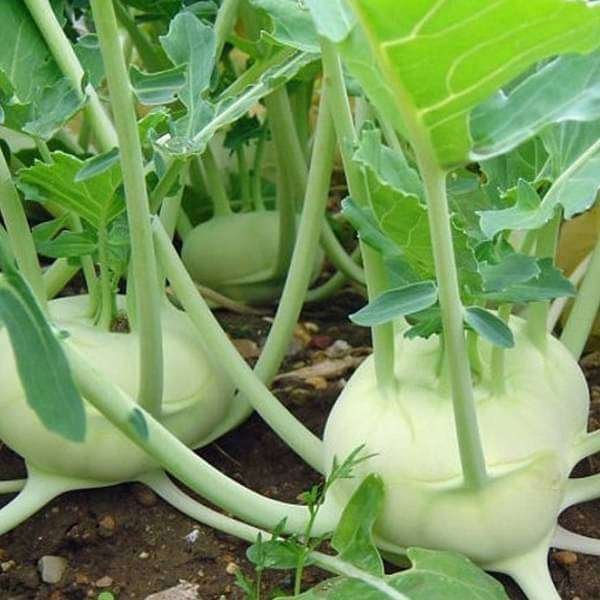 Knol Khol F1 Hybrid - Vegetable Seeds
