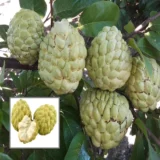 Super Golden Custard Apple – Fruit Plant