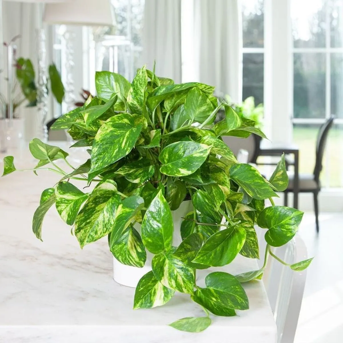 Money Plant – Indoor Plant for Prosperity