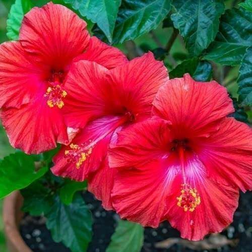 Pune Red Colour Hybrid Hibiscus (Joba / Gudhal)